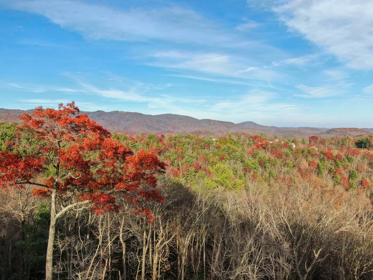 This image showcases a vibrant red tree set against a lush green forest and distant mountains. The scene exudes natural beauty and highlights opportunities for hiking, birdwatching, and nature photography. The untouched landscape invites exploration and captures the spirit of outdoor adventure.